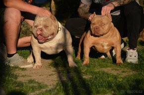 American bully, top psik s pp - 8