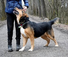 NAVARO - 2,5 ROKU, KAMARÁDSKÝ,HODNÝ,VHODNÝ K RD - 8