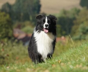 Nádherný Blue merle pejsek BORDER COLLIE - 8