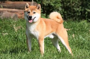 Shiba inu s PP - 8