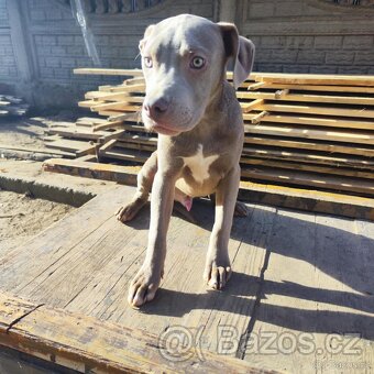 Americký pitbulterier pitbul pitbull silver lilac rare Top - 8