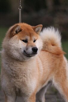 Shiba Inu s PP FCI - 8