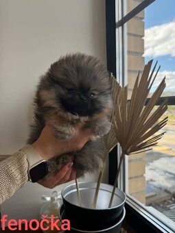 Pomeranian mini Boo - 8