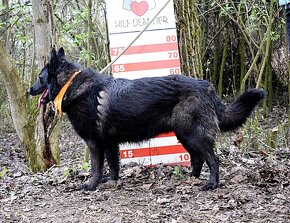 LA KALIBRA K ADOPCI - 2 ROKY, VDĚČNÁ, HODNÁ,PŘÍTULNÁ - 8