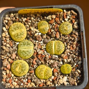 Lithops - 8