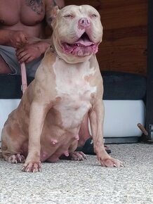 American bully xl - 8