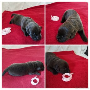 Labrador retriever šteniatka - 8
