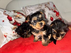 Yorkshire terrier - 8