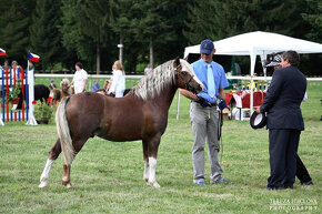 Welsh mountain pony, sekce A - 8