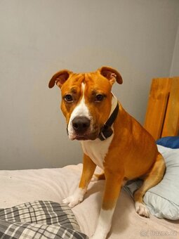 Nabízím krytí Amstaff s PP bez uchovnění - 8