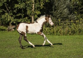 APH, Paint horse hřebec 6 panel N/N - 8