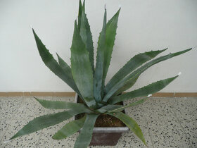 Agave americana - 8