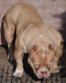 American Bully - 8