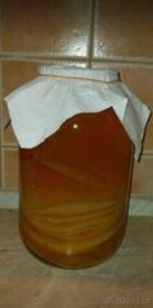 Houba Kombucha, násada - 8