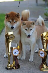 Shiba Inu s PP FCI - 8