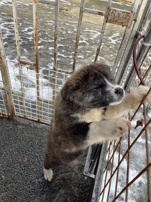 Akita inu fenky - 8