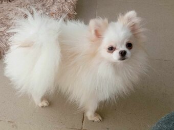 Luxusní Fenečka Pomeranian Mini - pouze na mazlíčka  - 8