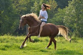 Připouštění Welsh cob - D - 8