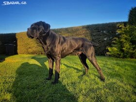 Cane Corso krytí - chovný černý pes - 8