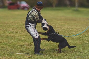 Beauceron s PP - 8