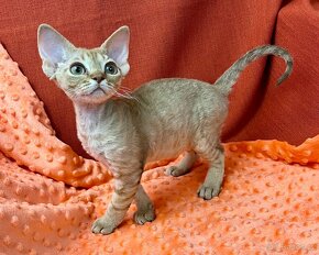 Devon rex s PP - 8