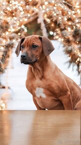 rodézsky ridgeback/Rhodesian Ridgeback - 8