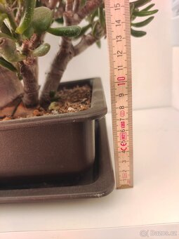 Tlustice Shrekovi ucho Bonsai lesík - 8