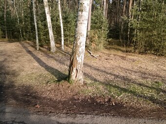 Pronájem zahrady 40 km od Prahy, Poděbrady, jezero, les - 8