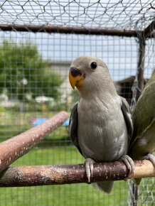 Agapornis růžohrdlý - 8