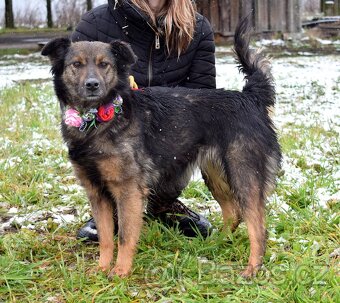 CALI K ADOPCI - 2 ROKY, ODDANÁ,HODNÁ,VĚRNÁ - 8