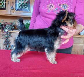 YORKSHIRE TERRIER  s PP - fenka - 9