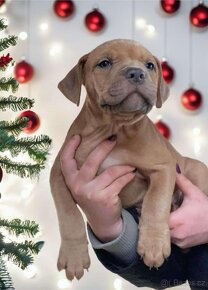 American Bully XL - již k odběru - 9