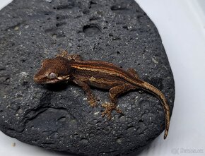 Rhacodactylus auriculatus - 9