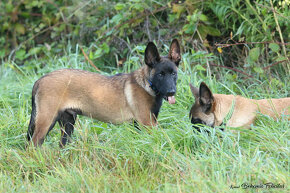 Belgický ovcák Malinois pejsek - 9