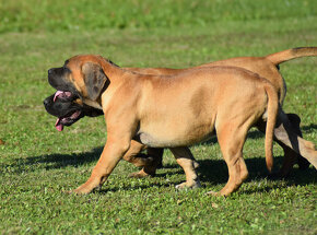 boerboel ballotada - 2 překrásné,velmi nadějné  feny - 9