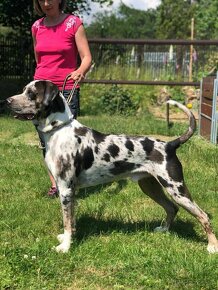 šteně-Louisiansky leopardi pes(Catahoula) s PP - 9