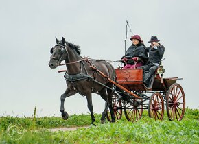 Historický kočár na prodej - 9