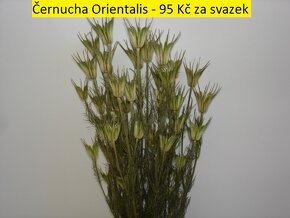 Sušené květiny - Tatarika, Slaměnky, Len,… - 9