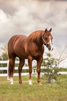 Kobylka Quarter Horse (AQH, QH) - 9