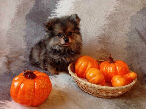 Nádherná Fenečka NŠ / Pomeranian - bez PP - 9