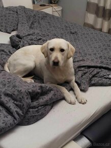 Čistokrevná štěňata labrador posledni BILY KLUK - 9