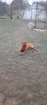 Dogue de bordeaux  Bordeauxska doga šteniatka - 9