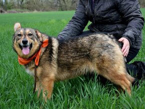 GALLIA K ADOPCI - PŘÁTELSKÉ ZLATÍČKO, VHODNÁ K DĚTEM - 9