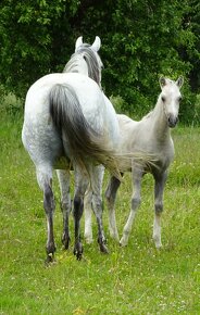 Prodám letošního hřebečka Welsh pony, sekce B, s PP. - 9