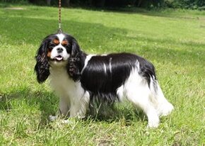 cavalier king charles spaniel - 9