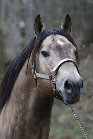 Připouštění - plemenný hřebec AQH buckskin SM MITO COMMANDER - 9