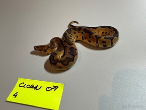 Krajta královská Python regius 50 mláďat v nabídce - 9