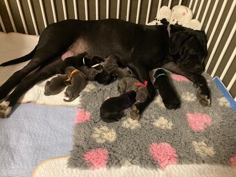 CANE CORSO PSÍ SLEČNA K ODBĚRU - 9