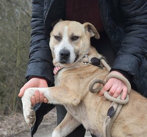 GEBBY K ADOPCI - přátelská, milá, aktivní - 9