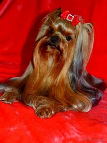 Jorkšírský teriér / Yorkshire Terrier s PP (FCI) - 9